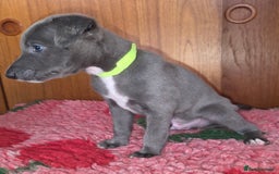 Mixed Breed dogs for sale: Whippet cross puppies - Image 3