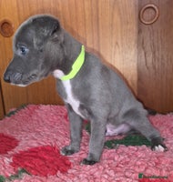 Mixed Breed dogs - Advert 4