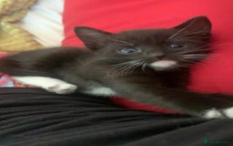 Mixed Breed cats for sale: Kittens !  - Image 4
