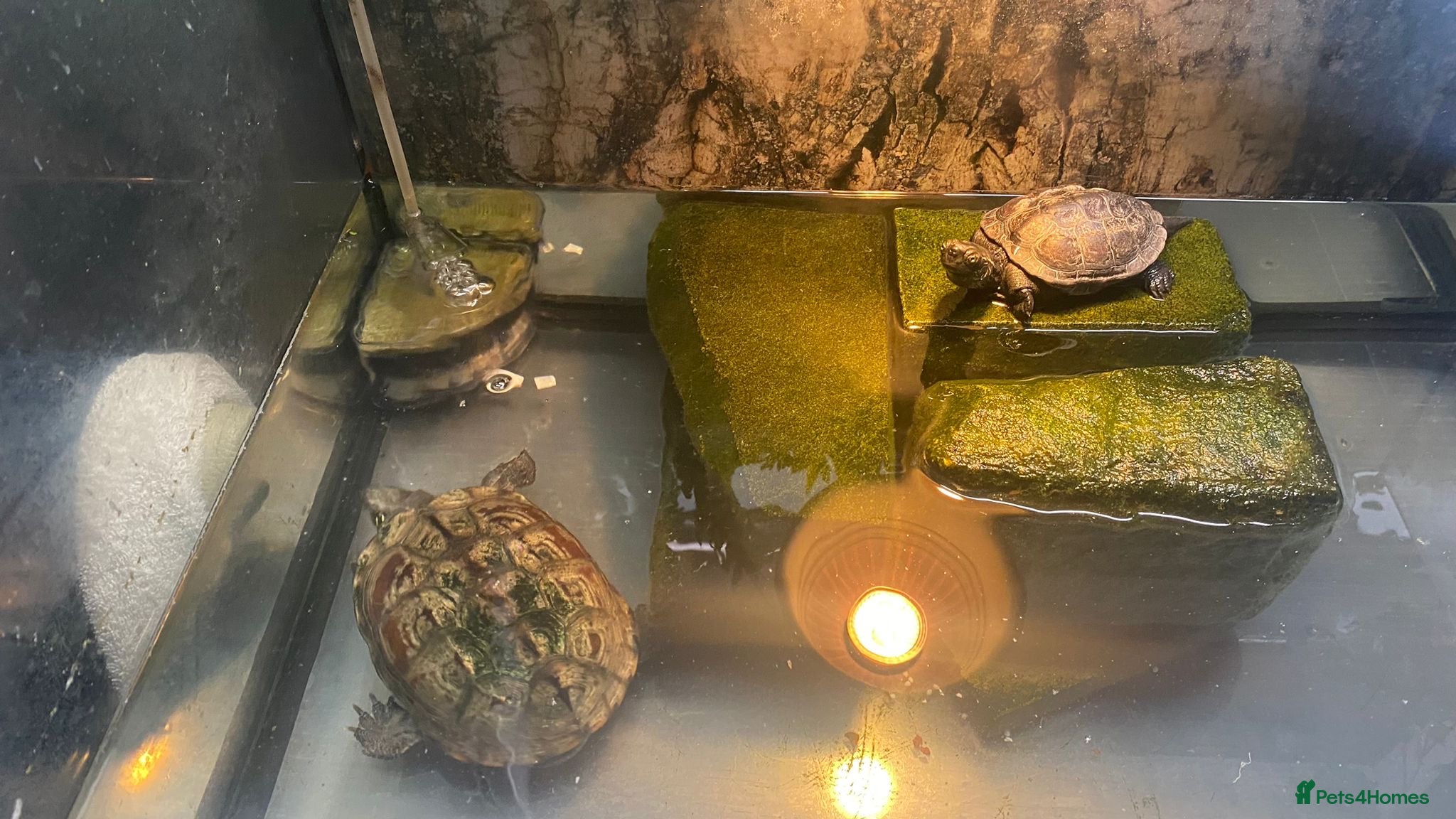 Turtle reptiles Chinese Pond Turtle - Advert 10