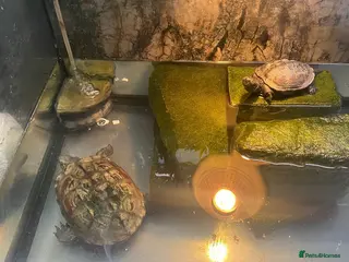 Turtle reptiles Chinese Pond Turtle - Advert 8