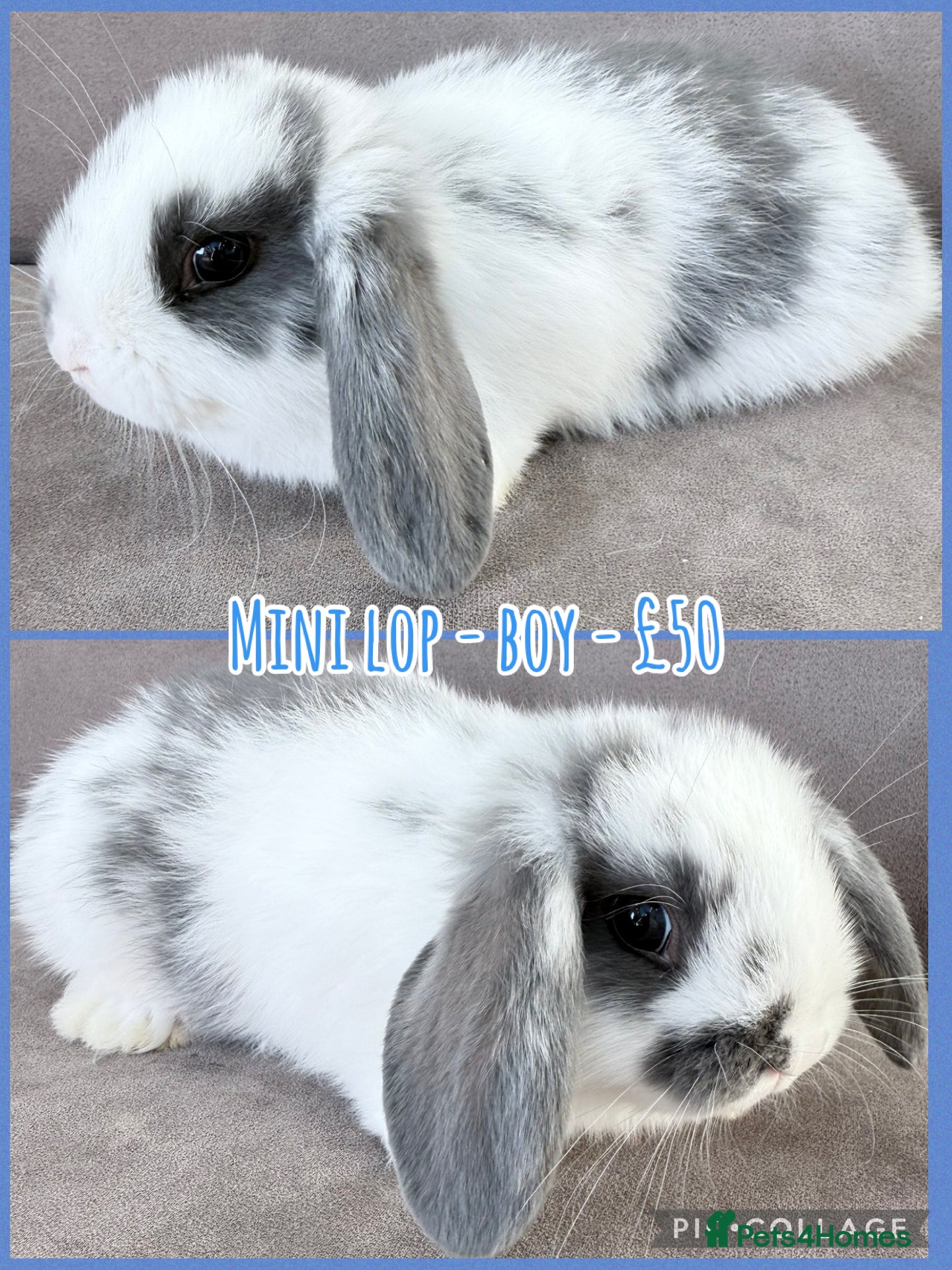 Mini Lop rabbits for sale: Mini Lop Rabbits - Advert 8