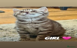 British Shorthair cats for sale: Beautiful British shorthairs  - Image 3