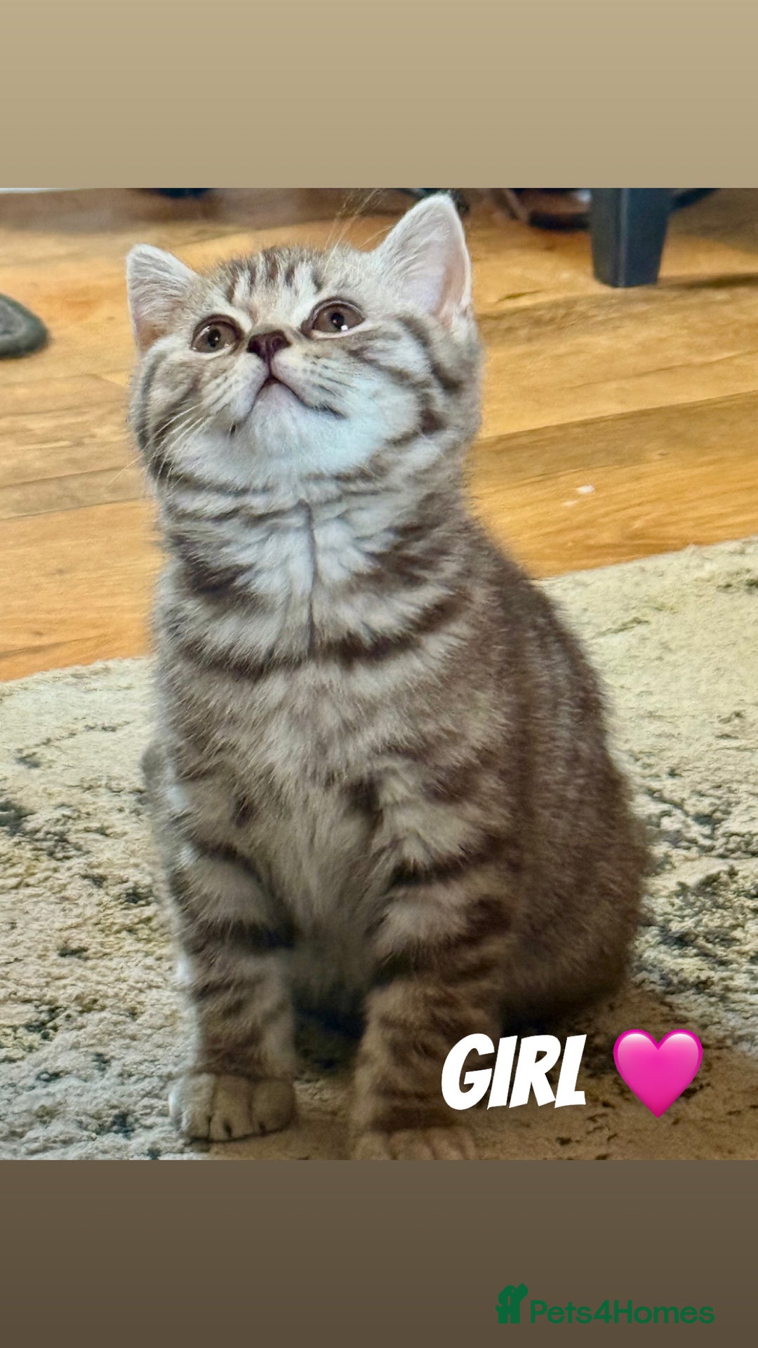 British Shorthair cats for sale: Beautiful British shorthairs  - Image 3