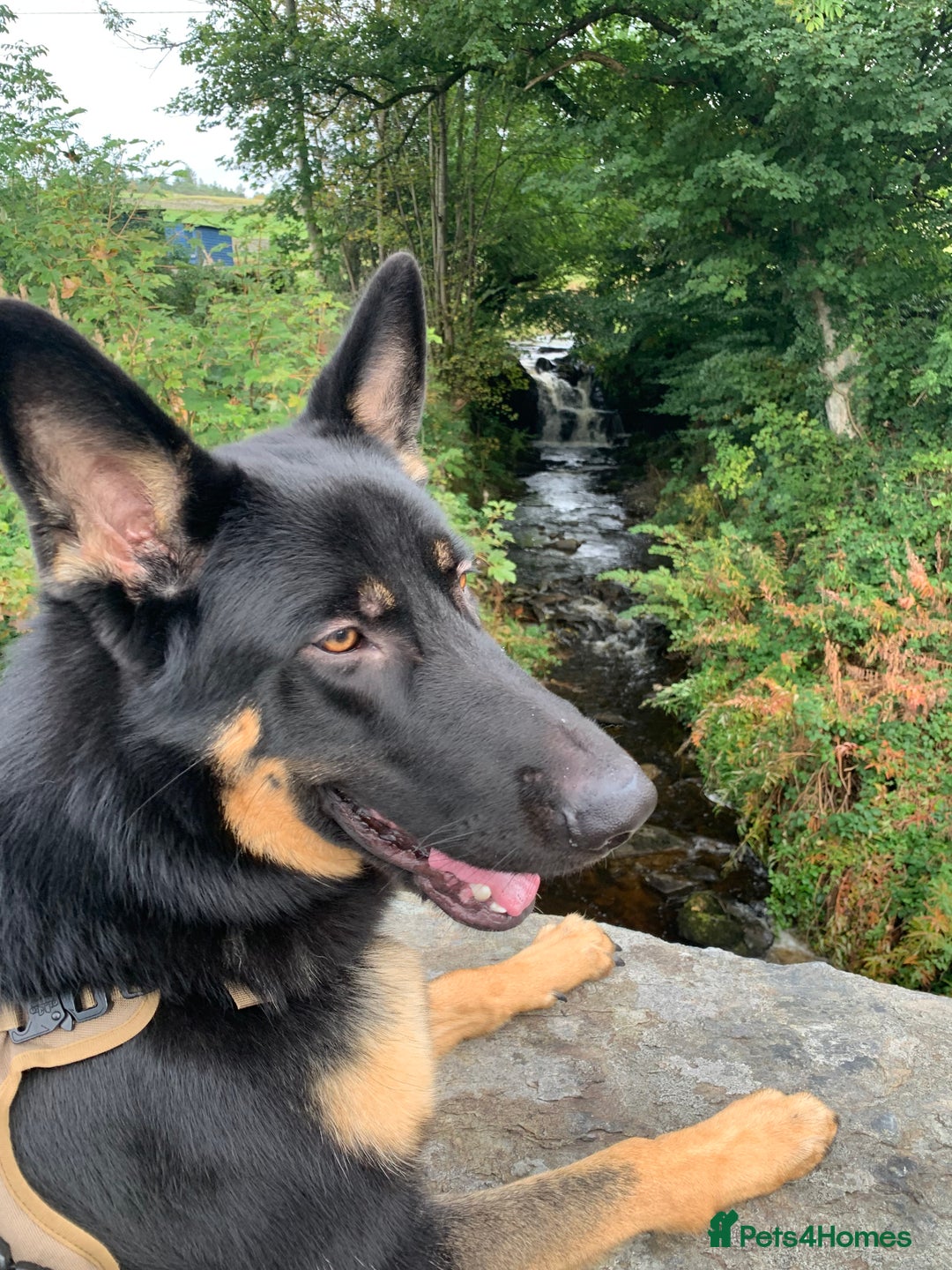German Shepherd dogs for sale: 5 Year Old German Shepherd for Rehoming - Image 3