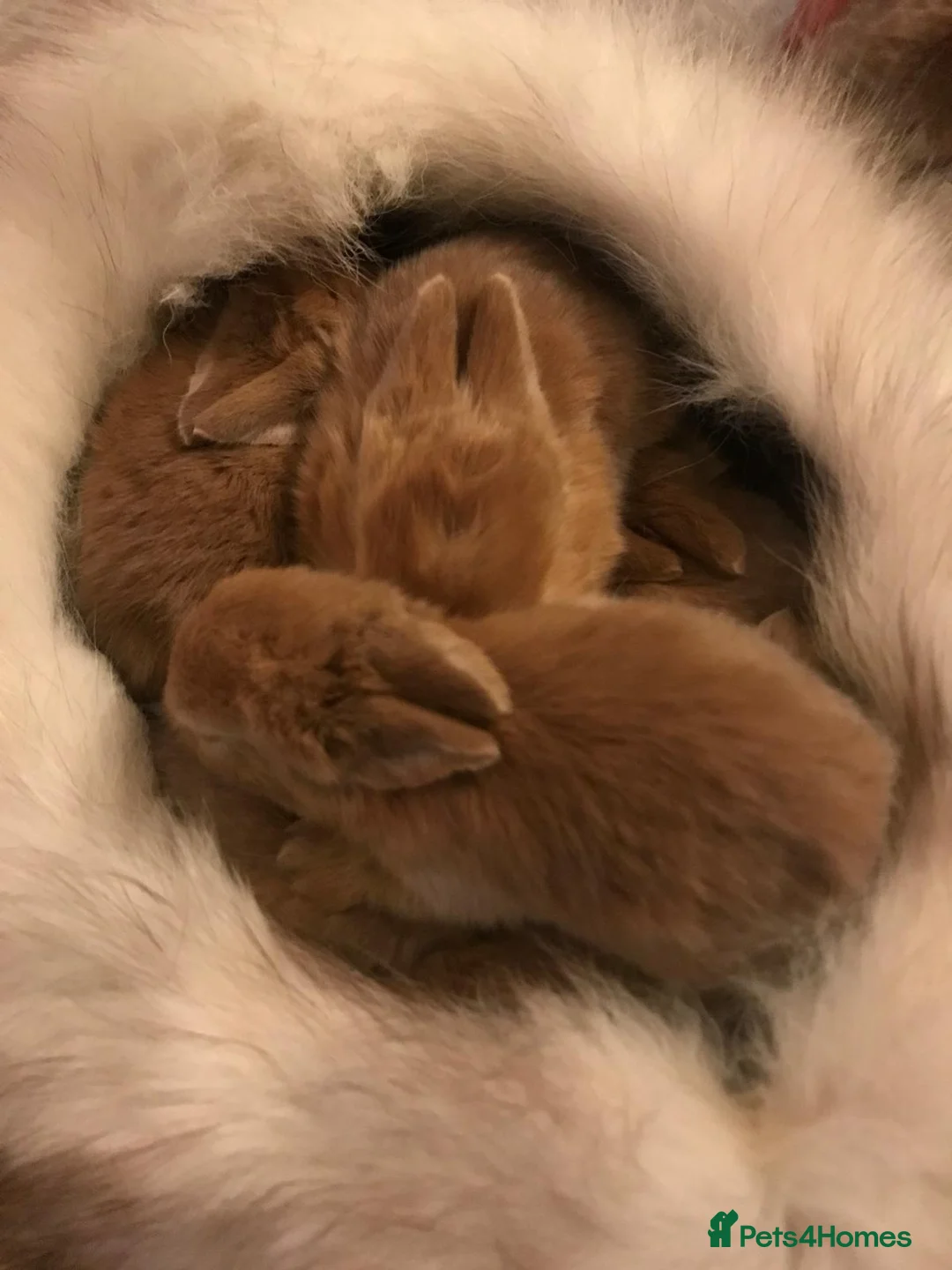 Mixed Breed rabbits for sale: Rabbits for sale!!!  - Advert 1