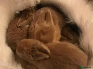 Mixed Breed rabbits Rabbits for sale!!! - Advert 5