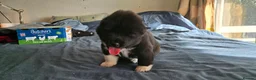 Huskita dogs for sale: Akita with 6% husky (Huskita) - Advert 13