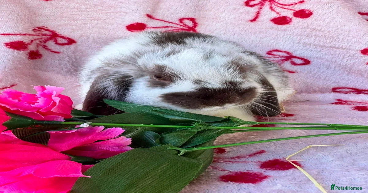 Rabbits for Sale for sale in Kirkcaldy, Fife | Pets4Homes
