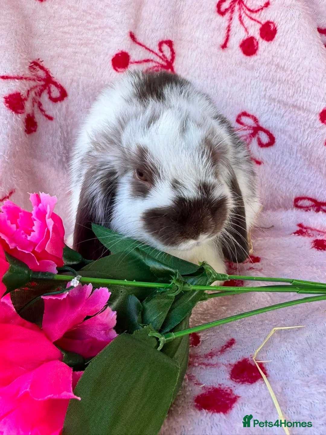 Mini Lop rabbits for sale: Beautiful Pure Bred Mini Lop Bunnies Ready Now - Advert 1