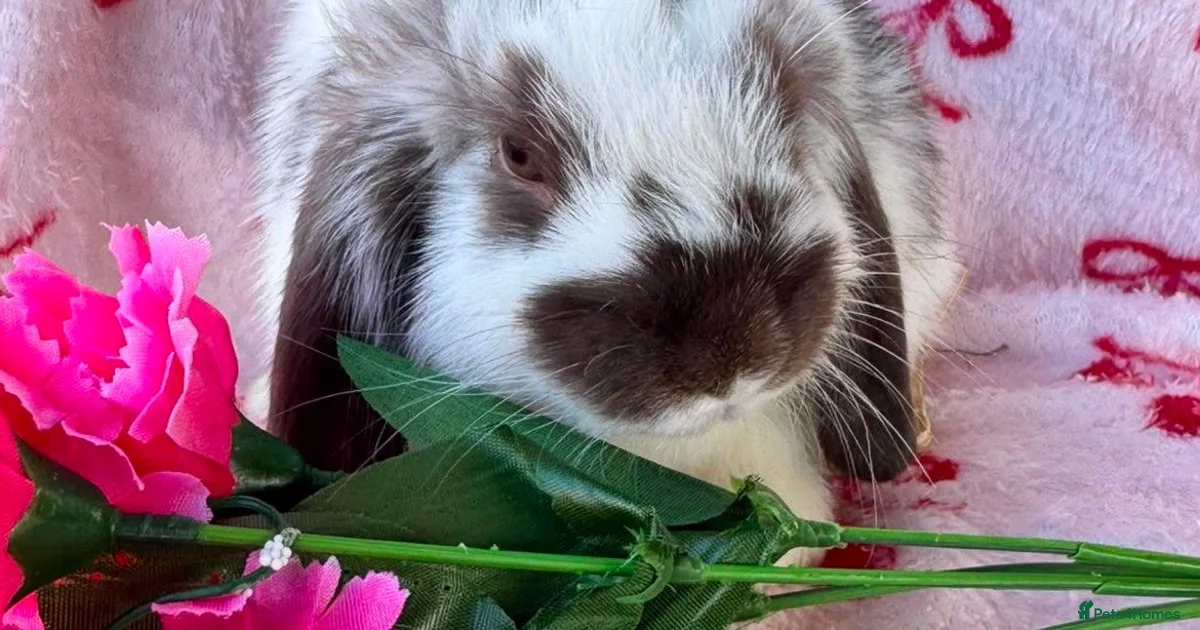 Rabbits for Sale for sale in Kirkcaldy, Fife | Pets4Homes