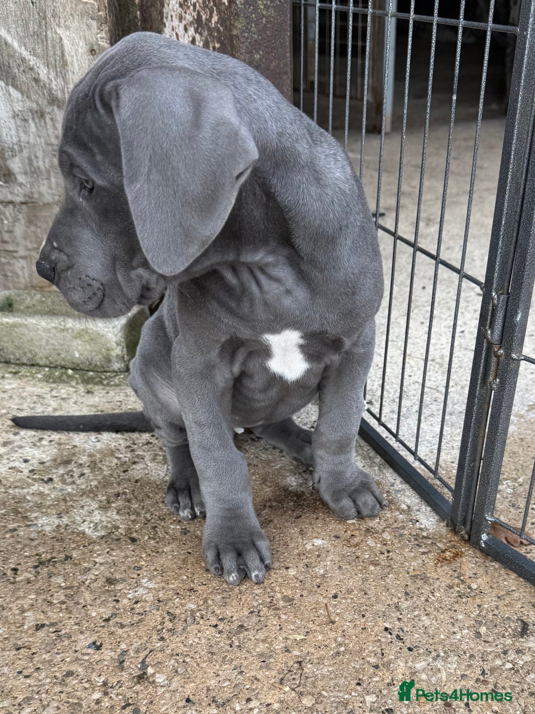 Great Dane dogs for sale: READY NOW! BLUE Kc reg Great Danes - Advert 5
