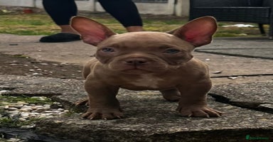 American Bully dogs in Wolverhampton - Advert 5