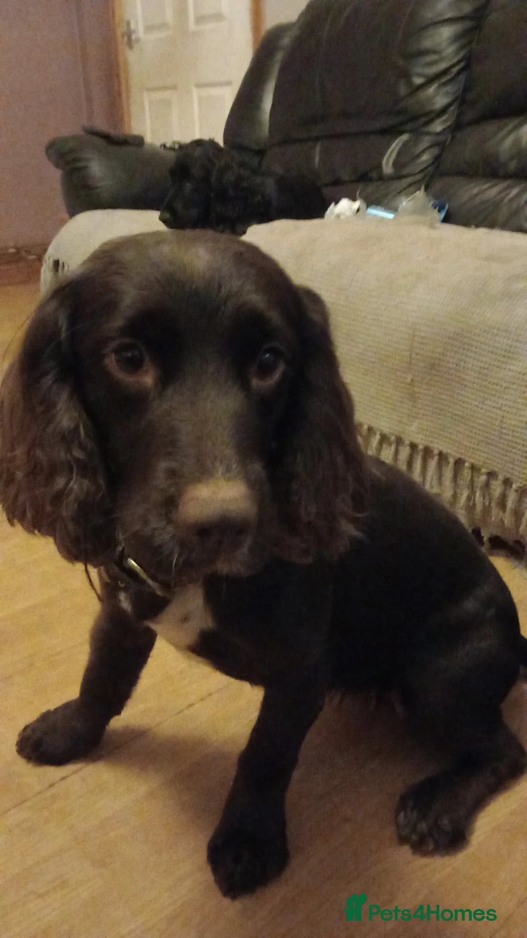 Cocker Spaniel dogs for sale: Cocker spaniel  - Advert 9