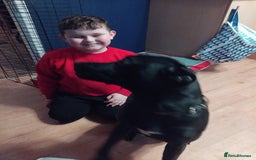 Mixed Breed dogs for sale: Hoggle  - Image 3