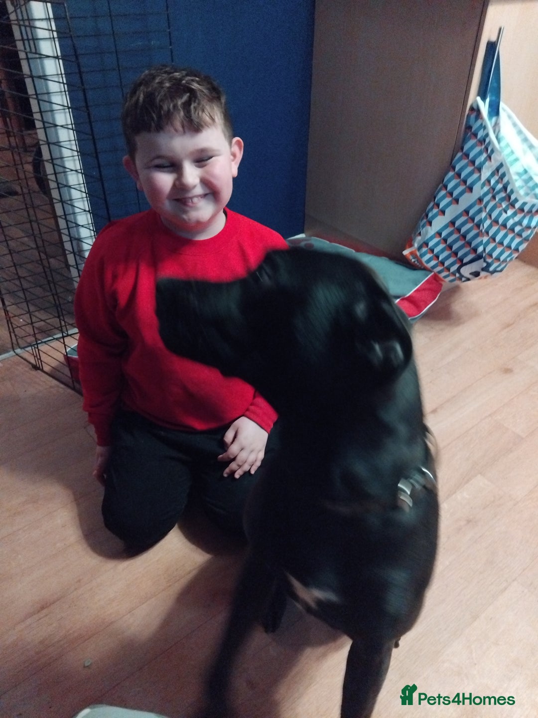 Mixed Breed dogs for sale: Hoggle  - Image 3