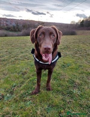 Labrador Retriever dogs beautiful boy Labrador retriever - Advert 1