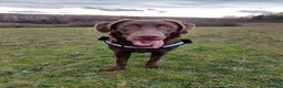 Labrador Retriever dogs for sale: beautiful boy Labrador retriever - Advert 1