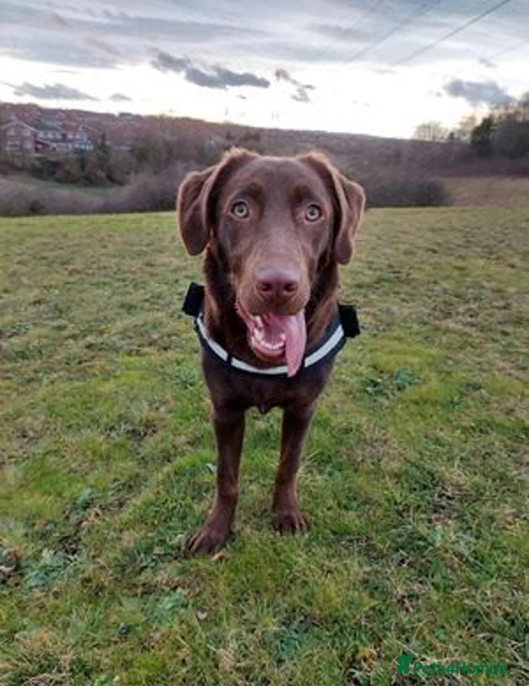 Labrador Retriever dogs for sale: beautiful boy Labrador retriever - Advert 1