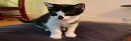 Mixed Breed cats for sale: Kittens for Sale. Ready Now for Loving Homes - Advert 14