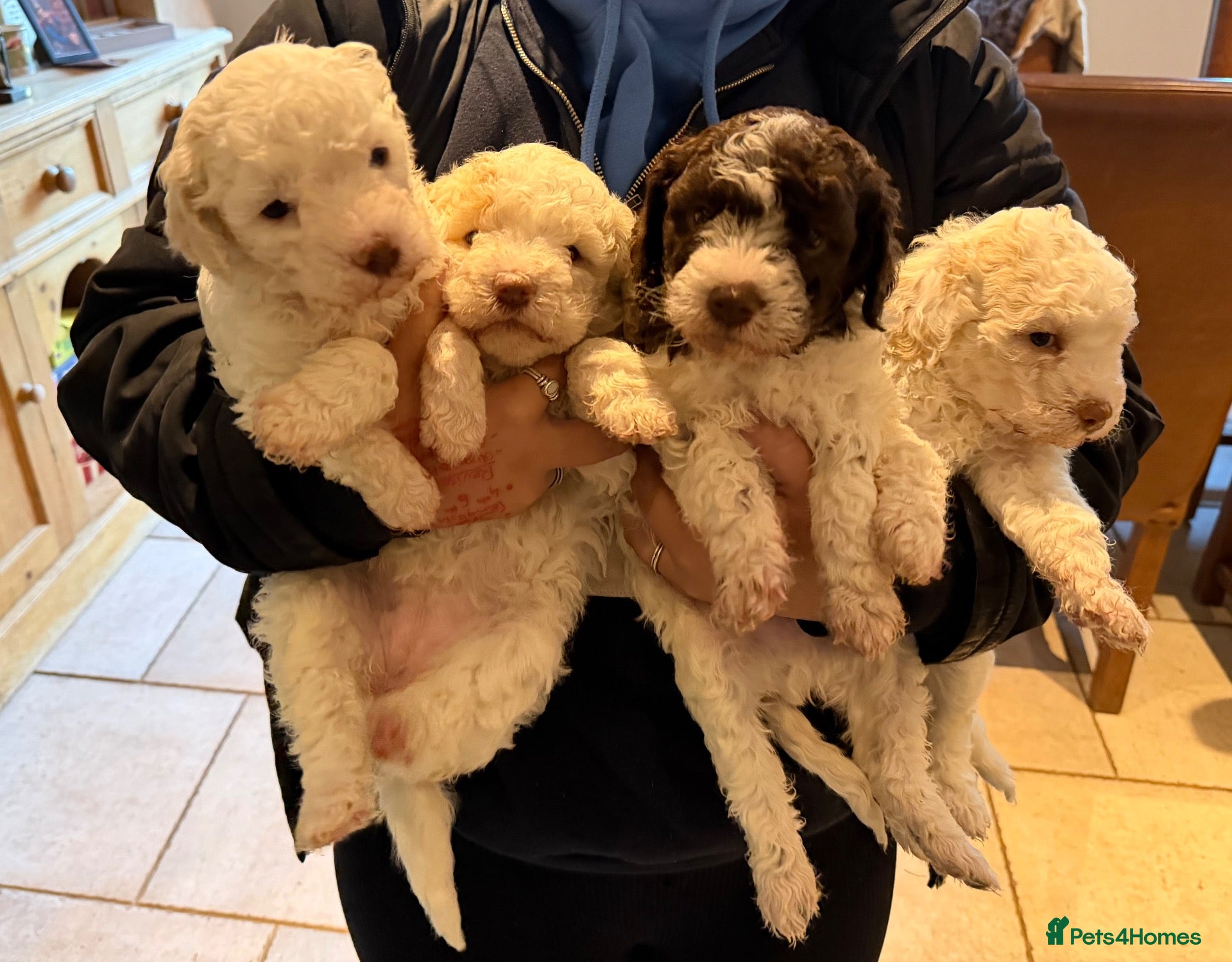 Lagotto Romagnolo dogs Lagotto Romagnolo - Advert 1