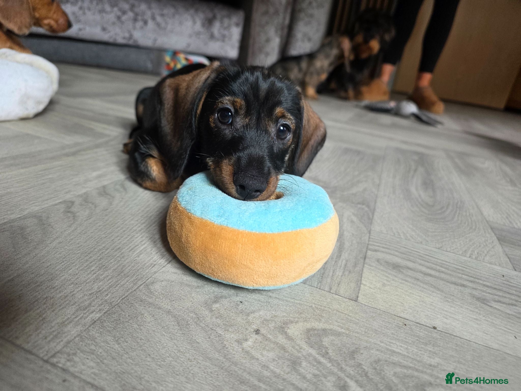 Dachshund dogs 3 dachshund puppies available  - Advert 2