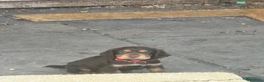 Sprocker 2