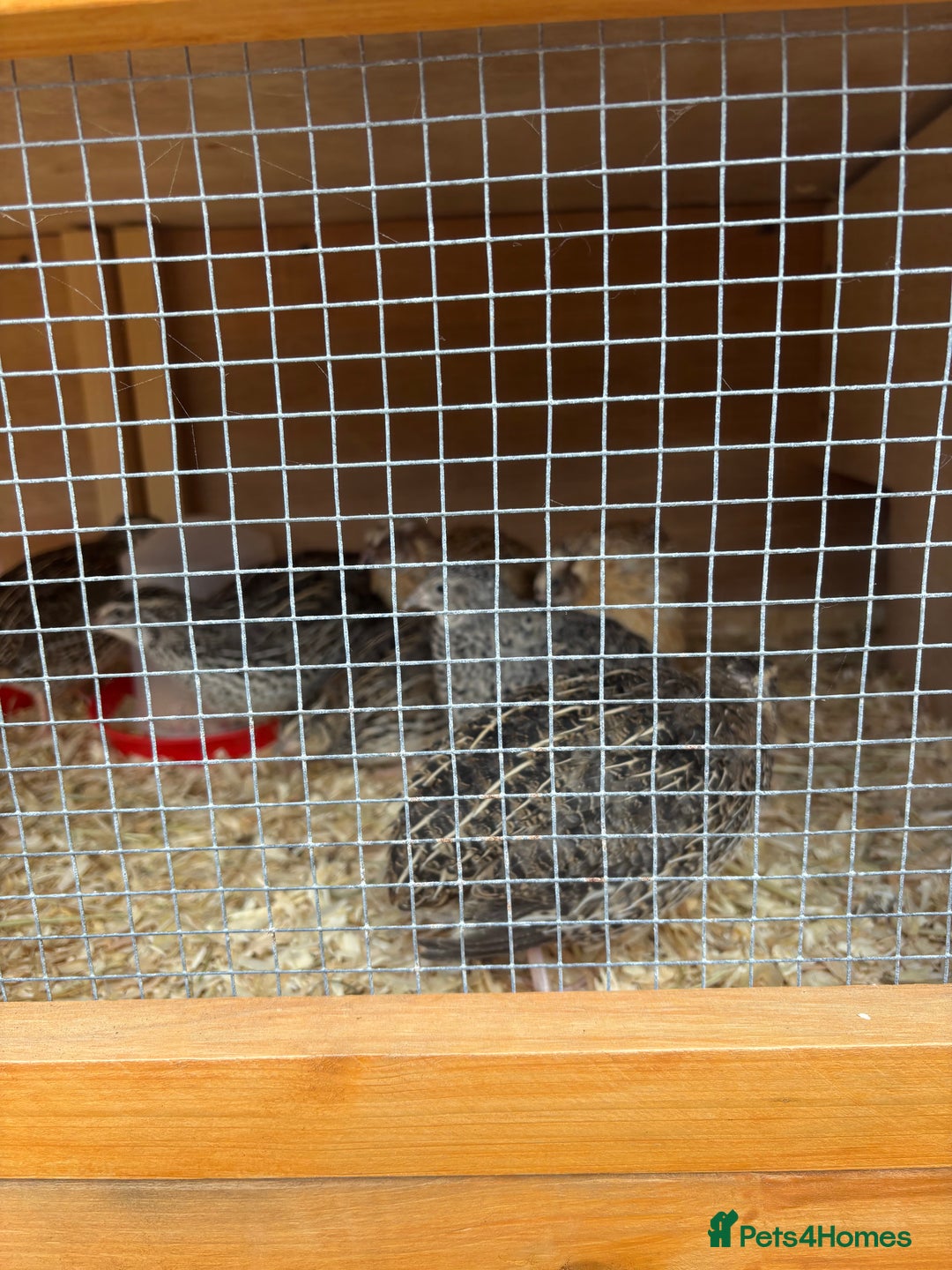 Quail poultry for sale: Coturnix Quail - Advert 3