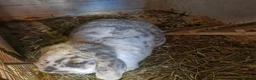 Mini Lop rabbits for sale: Beautiful Mini Lop Doe for sale in Chatham - Advert 3