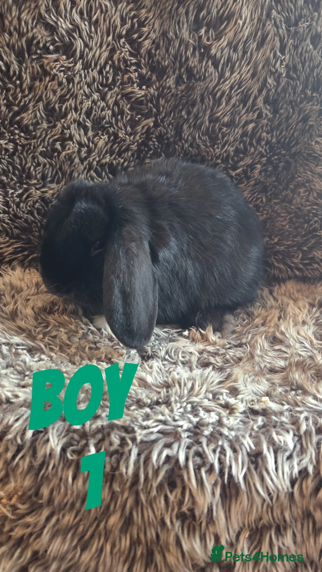Mini Lop rabbits for sale: Last 2 SUPER FRIENDLY Mini Lop Boys - Advert 3