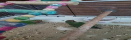 Budgerigars birds for sale: Budgies in Littlehampton - Advert 7