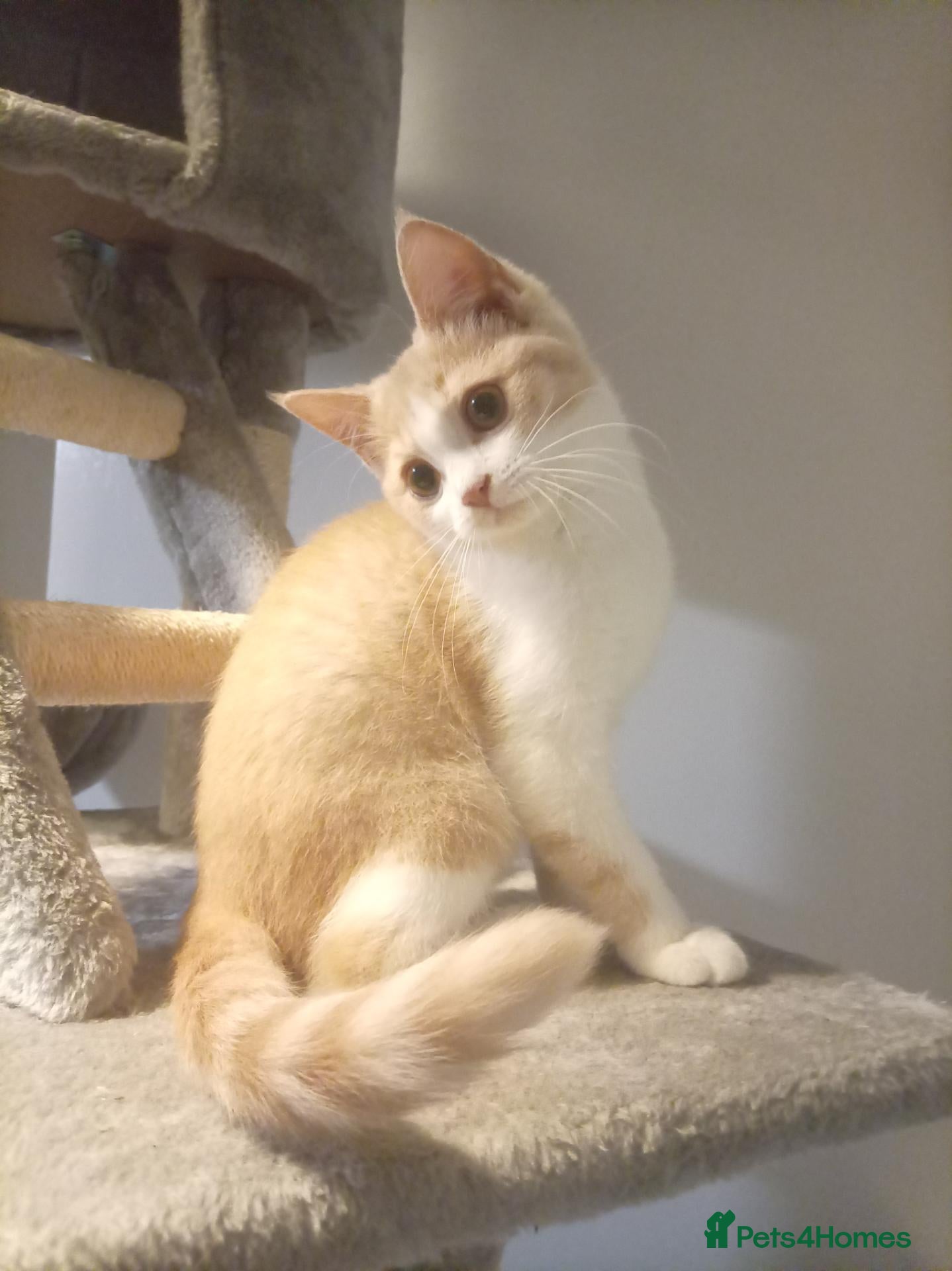 British Shorthair cats for sale: Beautiful short haired kittens ready now  - Advert 14