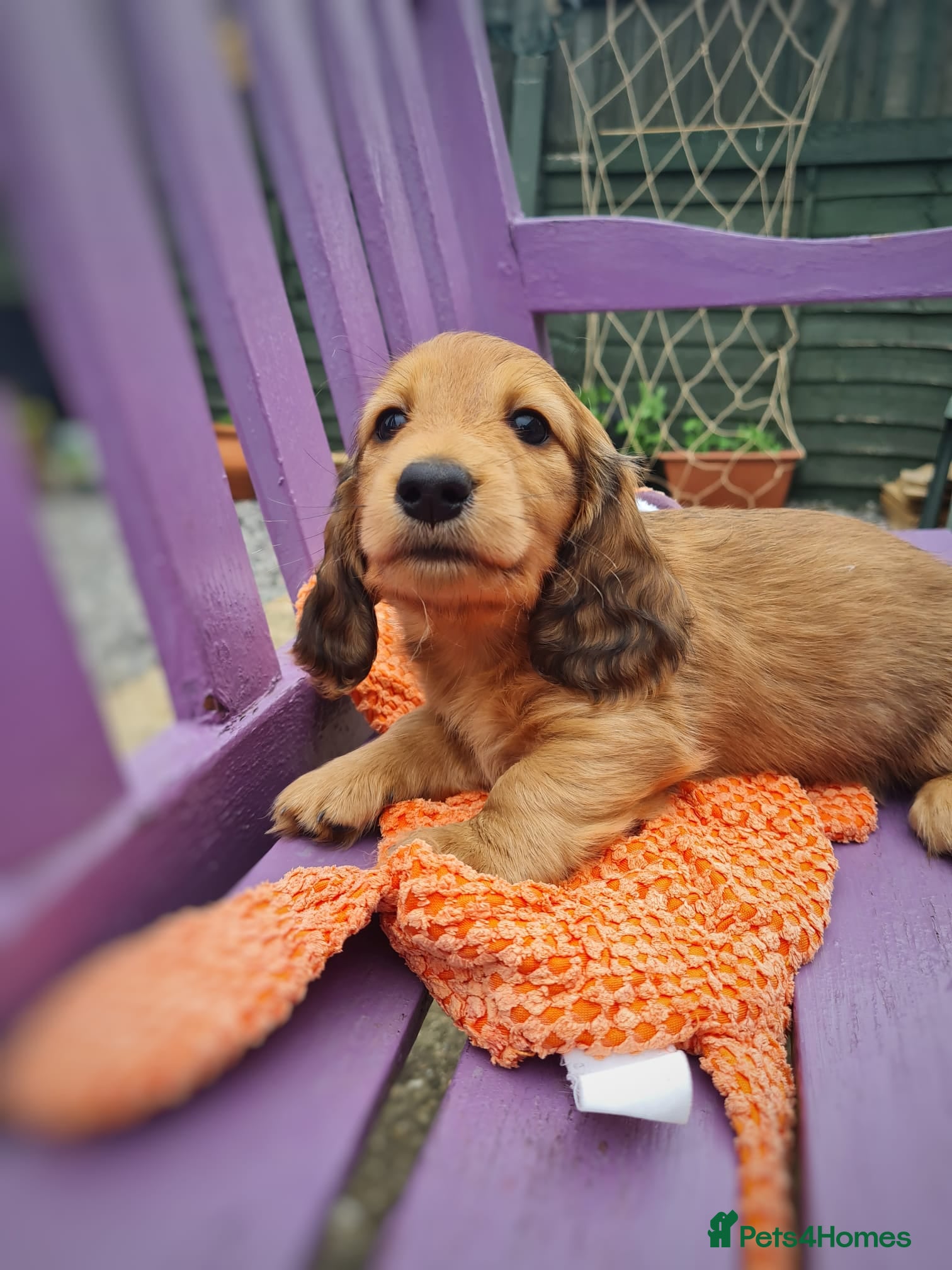 Miniature Dachshund dogs Lh Miniature Dachshund Puppies,championsblood line - Advert 8