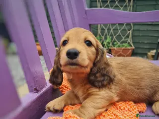 Miniature Dachshund dogs Lh Miniature Dachshund Puppies,championsblood line - Advert 5