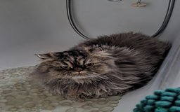 Persian cats for sale: 2 Persian Boys | Available ASAP.  - Image 3