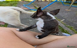 English Bull Terrier dogs for sale: English bull terrier cross staffys - Image 26