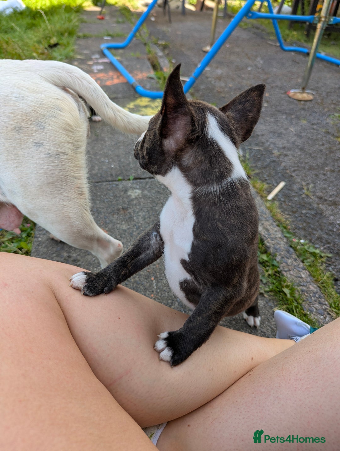 English Bull Terrier dogs for sale: English bull terrier cross staffys - Image 26