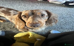Miniature Dachshund dogs for stud: Meet Loki, miniature dachshund - Image 3