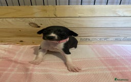 Whippet dogs for sale: 6 stunning whippet puppies  - Image 24
