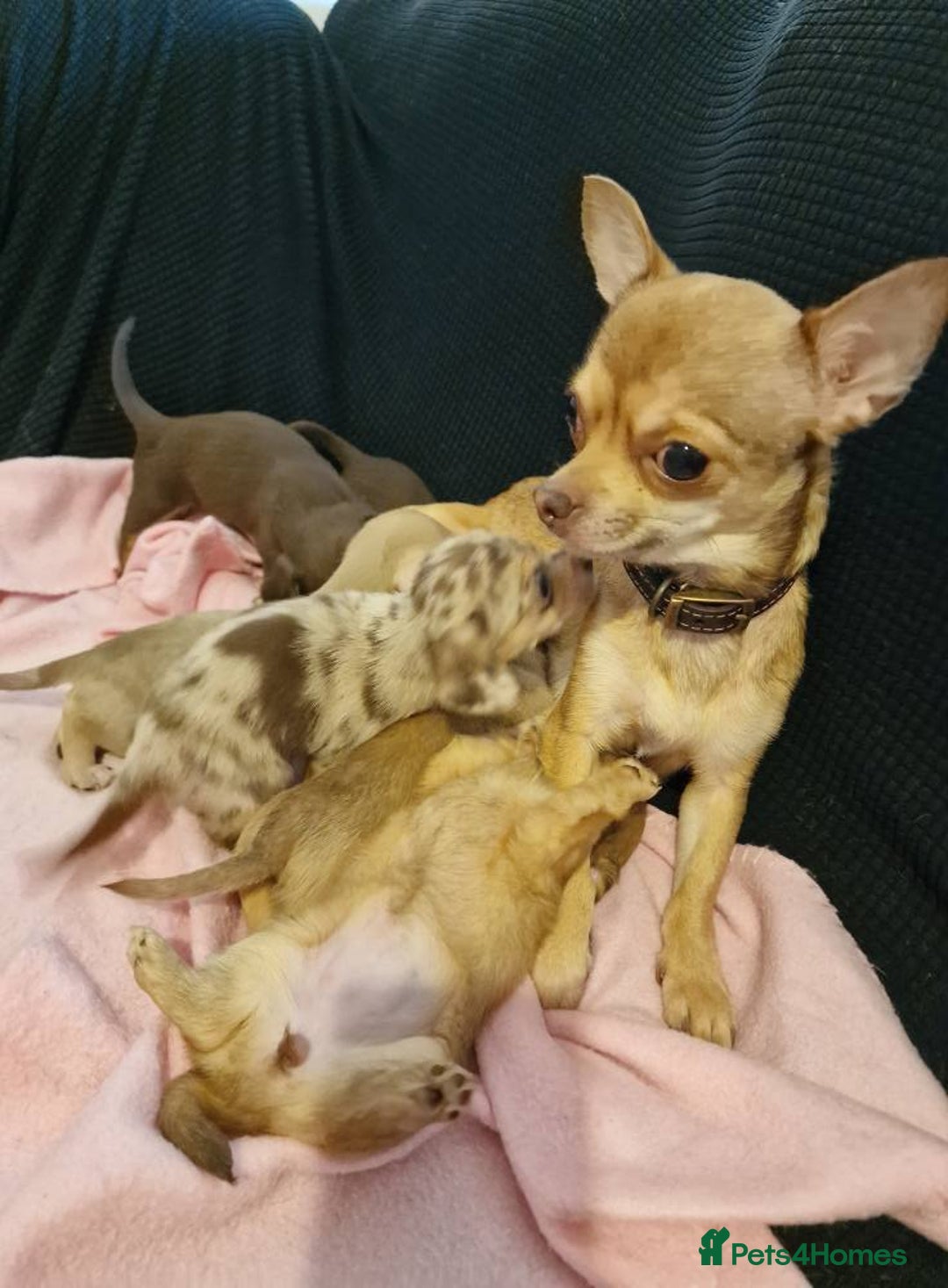 Chiweenie dogs for sale: 6 Chihuahua/Minature Dacshund Pups Ready to leave - Image 13