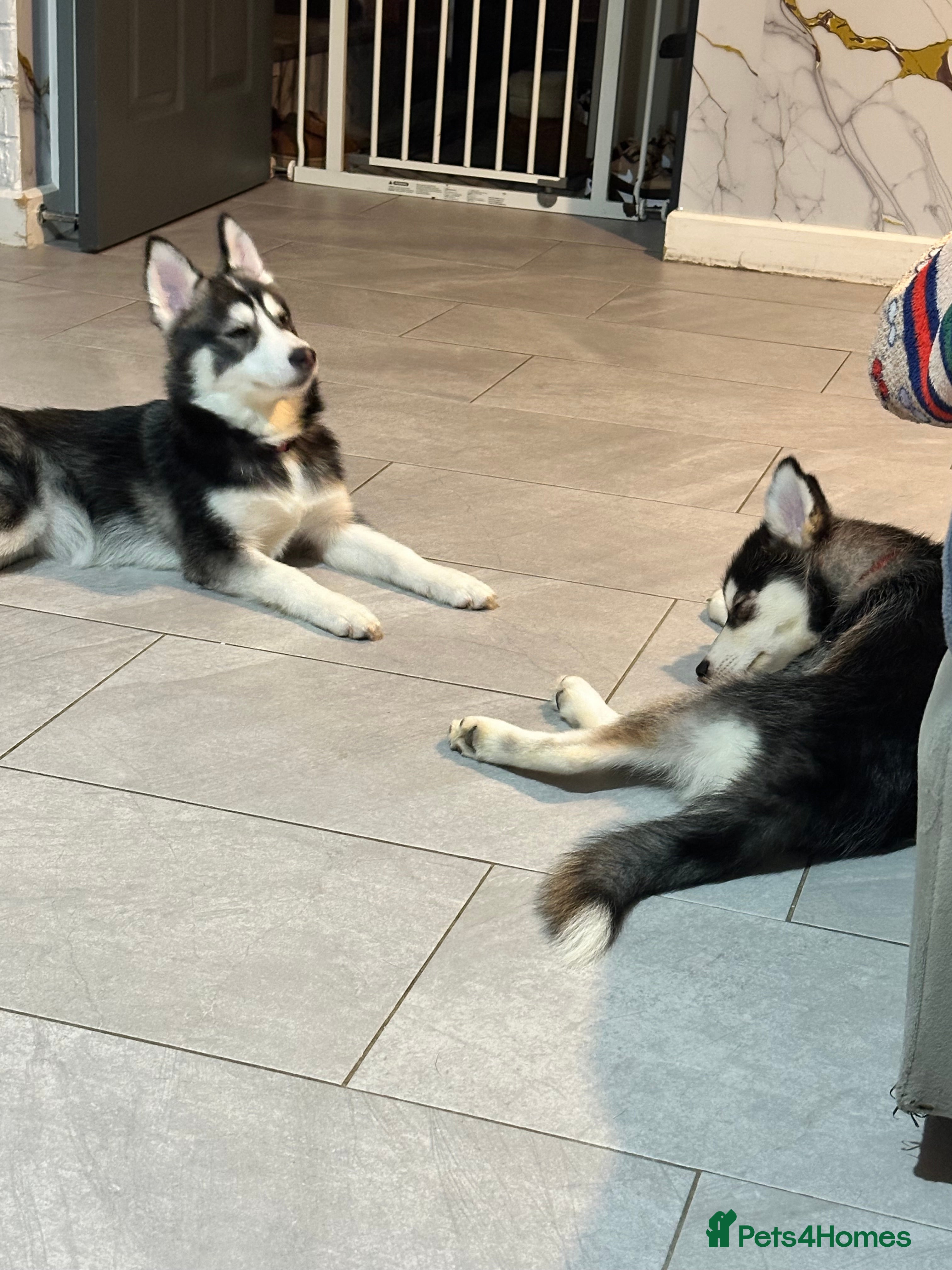 Pomsky dogs Just 1 left girls f4 pomsky  - Advert 4