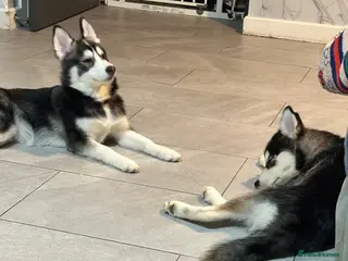 Pomsky dogs Just 1 left girls f4 pomsky - Advert 4