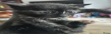 Coco