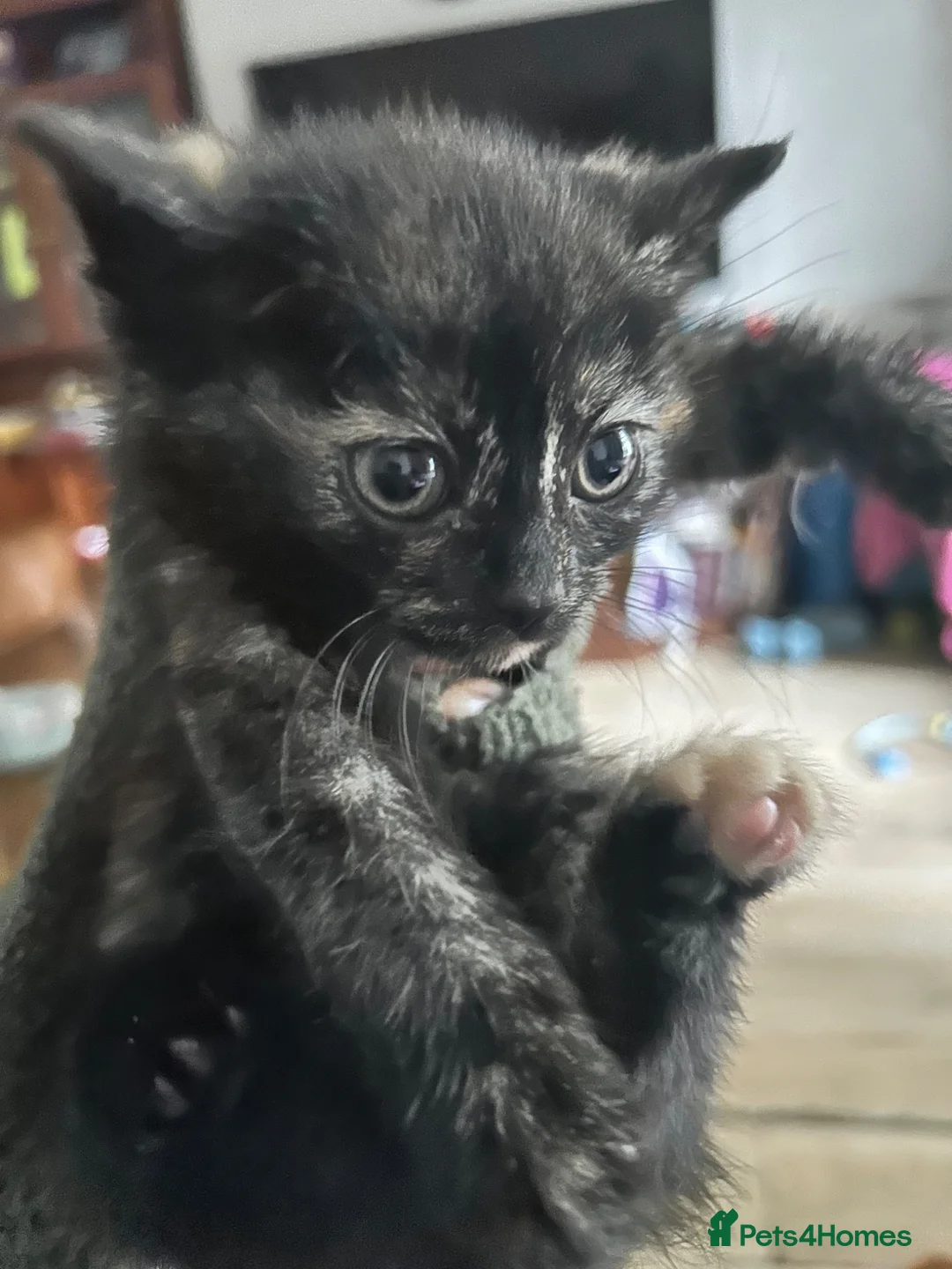 Mixed Breed cats for sale: 4 tiny bundles of chaos and cuddles  - Advert 19