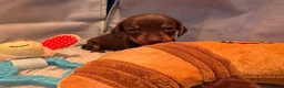 Miniature Dachshund dogs for sale: Smooth Haired Miniature Dachshunds in Wallingford - Advert 3