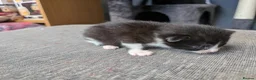 Mixed Breed cats for sale: Black and White Kittens - Advert 6
