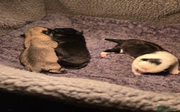 Pug dogs for sale: 1 female panda pug  - Image 5