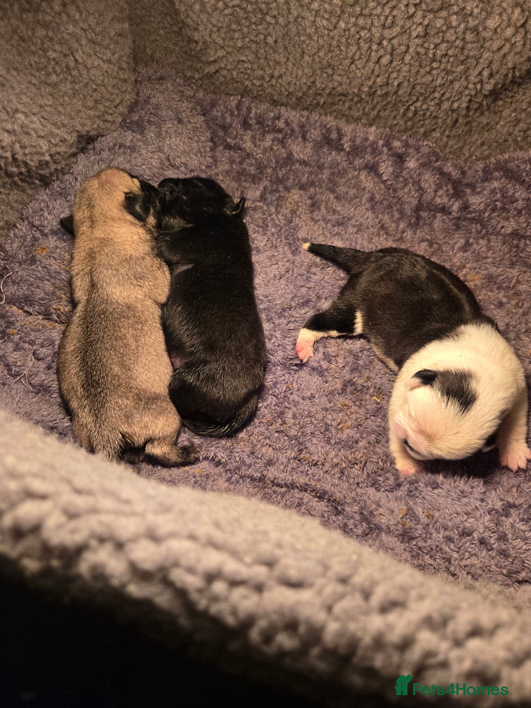 Pug dogs for sale: 1 female panda pug  - Image 5