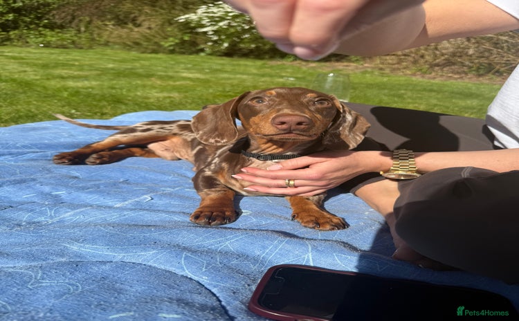 Miniature Dachshund dogs - Advert 13