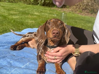 Miniature Dachshund dogs - Advert 14